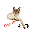ネコノカゾク（個別スタンプ：20）