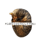 ネコノカゾク（個別スタンプ：21）