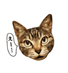 ネコノカゾク（個別スタンプ：29）