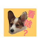 コーギー 空（個別スタンプ：1）