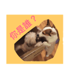 コーギー 空（個別スタンプ：7）