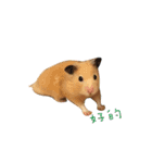 kiwi hamster（個別スタンプ：3）