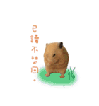 kiwi hamster（個別スタンプ：5）