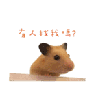 kiwi hamster（個別スタンプ：6）