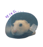 kiwi hamster（個別スタンプ：12）