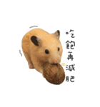 kiwi hamster（個別スタンプ：14）