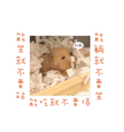 kiwi hamster（個別スタンプ：19）