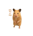 kiwi hamster（個別スタンプ：22）