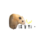 kiwi hamster（個別スタンプ：31）