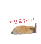 kiwi hamster（個別スタンプ：33）