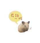 kiwi hamster（個別スタンプ：37）