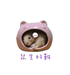 kiwi hamster（個別スタンプ：40）