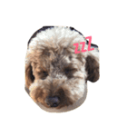 Mabo the poodle（個別スタンプ：1）