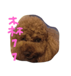 Mabo the poodle（個別スタンプ：2）