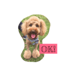 Mabo the poodle（個別スタンプ：3）