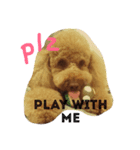Mabo the poodle（個別スタンプ：5）