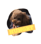 Mabo the poodle（個別スタンプ：7）