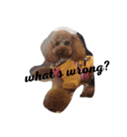 Mabo the poodle（個別スタンプ：8）