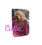 cute smelly dog（個別スタンプ：1）