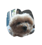 cute smelly dog（個別スタンプ：2）