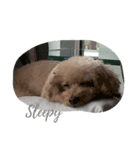 cute smelly dog（個別スタンプ：4）