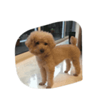 cute smelly dog（個別スタンプ：6）