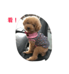 cute smelly dog（個別スタンプ：8）
