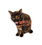 サビ猫なでちゃん（個別スタンプ：5）