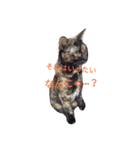 サビ猫なでちゃん（個別スタンプ：8）