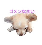 アイ ラブ チワワ（個別スタンプ：1）