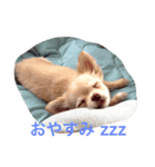 アイ ラブ チワワ（個別スタンプ：2）