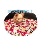 アイ ラブ チワワ（個別スタンプ：3）