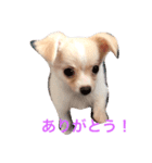 アイ ラブ チワワ（個別スタンプ：4）