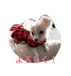 アイ ラブ チワワ（個別スタンプ：5）
