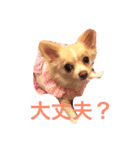 アイ ラブ チワワ（個別スタンプ：6）