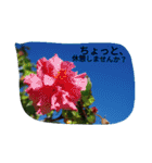 ちょっと、沖縄にいった気分になるスタンプ（個別スタンプ：23）