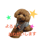 ひとことトイプー（個別スタンプ：11）
