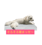にこーーるのスタンプ（個別スタンプ：9）