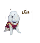 Lucky Puppy（個別スタンプ：1）