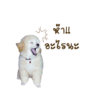 Lucky Puppy（個別スタンプ：2）