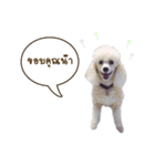 Lucky Puppy（個別スタンプ：5）