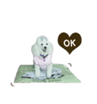Lucky Puppy（個別スタンプ：7）