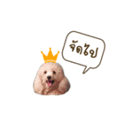 Lucky Puppy（個別スタンプ：8）
