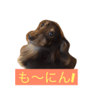 Wiener dog and Chihuahua（個別スタンプ：1）