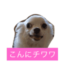 Wiener dog and Chihuahua（個別スタンプ：2）