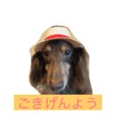 Wiener dog and Chihuahua（個別スタンプ：4）