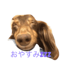 Wiener dog and Chihuahua（個別スタンプ：5）