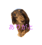 Wiener dog and Chihuahua（個別スタンプ：6）