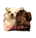 Wiener dog and Chihuahua（個別スタンプ：8）