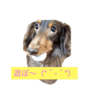 Wiener dog and Chihuahua（個別スタンプ：9）